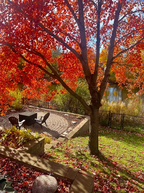 Soaking in the last bit of autumn color in my yard