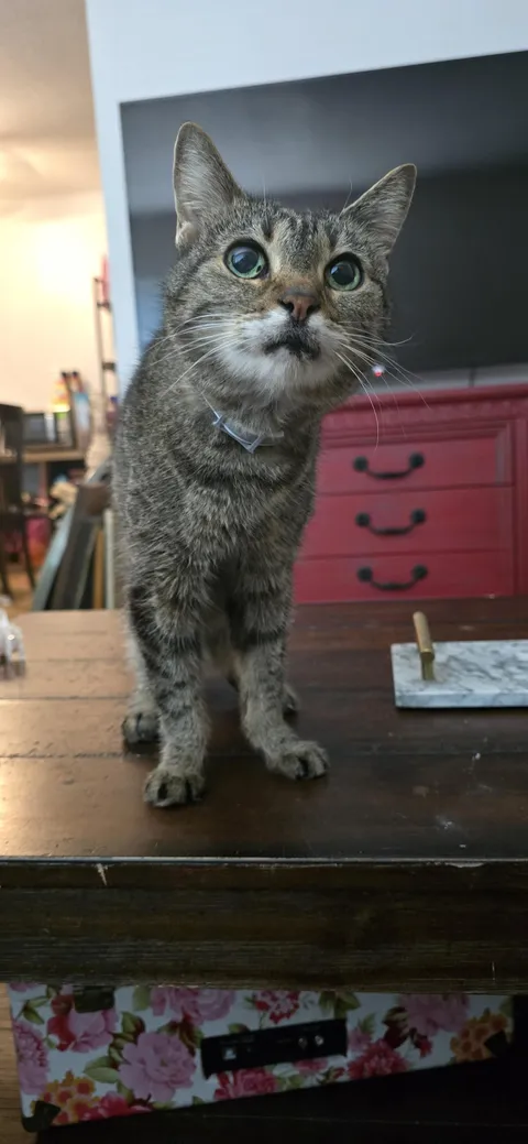 She's 18 and still looks like a kitten