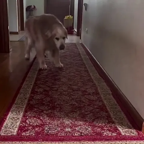 Even though he’s old, this dog still gets excited when seeing his owner.. ❤️