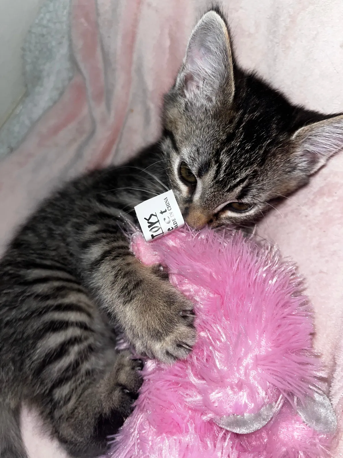 my 9 week old kitten &lt;3