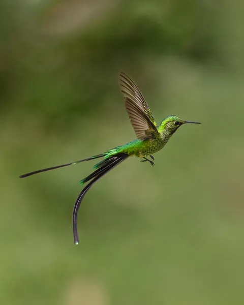 🔥 A Two-Tailed Hummingbird