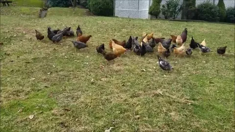 Woman alerts chickens about a hawk