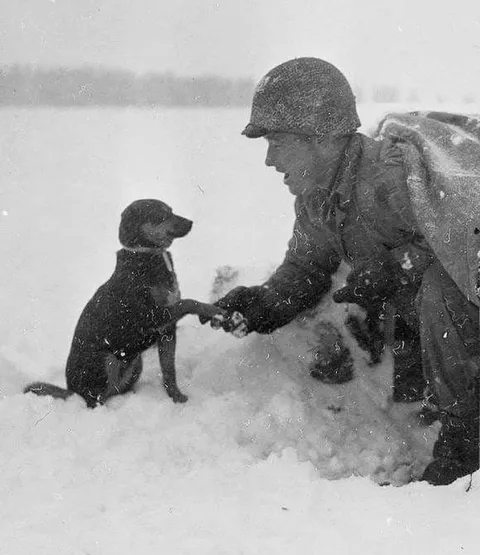 U.S soldier shakes hand with a dog in Luxembourg during the Battle of Bulge, 1944