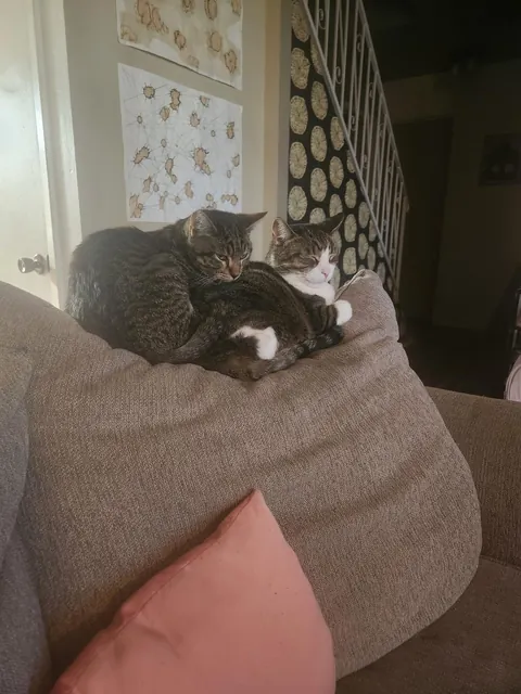 We got our cat a cat. Best decision ever!