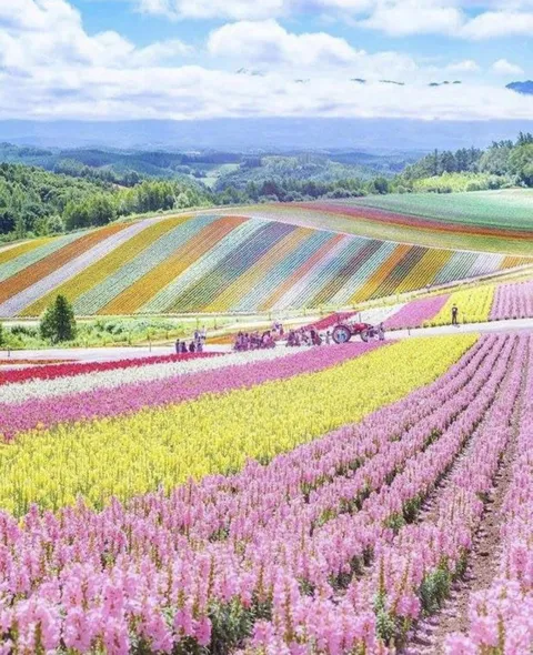 Flower farm in Hokkaido, Japan 