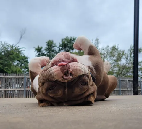 This chonky girl at the dog daycare I work at! Her name is Glo!
