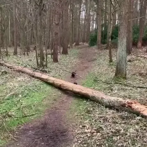 Little Doxy Helps Its Buddy Carry A Big Stick