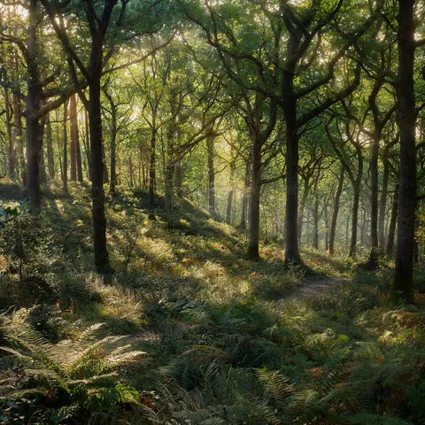 An ethereal morning near Loch Lomond, Scotland [OC] [3803x3803]