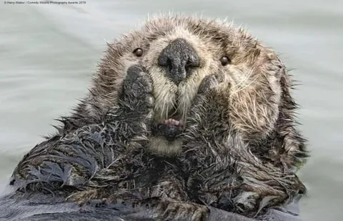🔥 A collection of the finalist photos of the photography Comedy Wildlife Awards (2019).