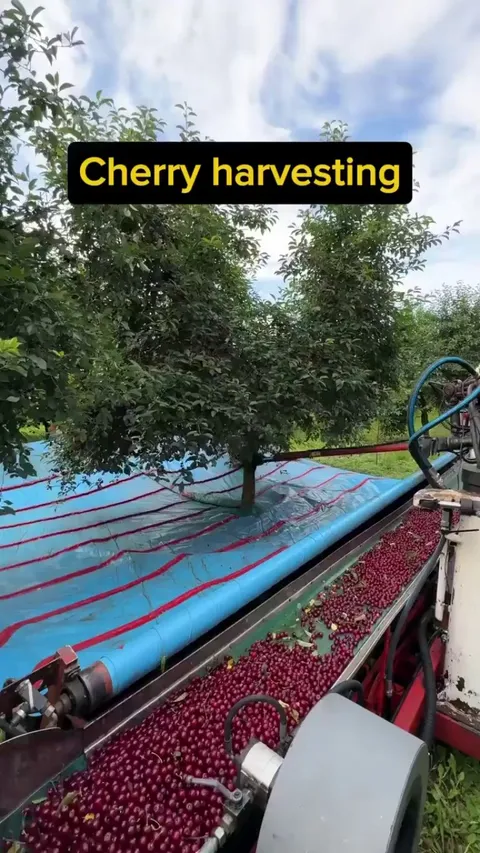 How cherry harvesting is done!
