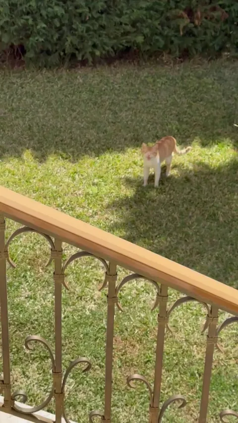 Look who came to my backyard this morning.