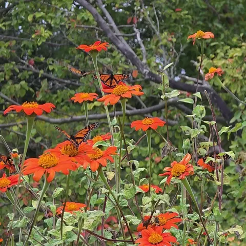 First time seeing a monarch with white, it is so pretty