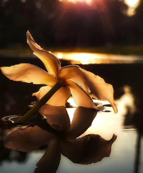 Weight of existence ( I am a beginner photographer)