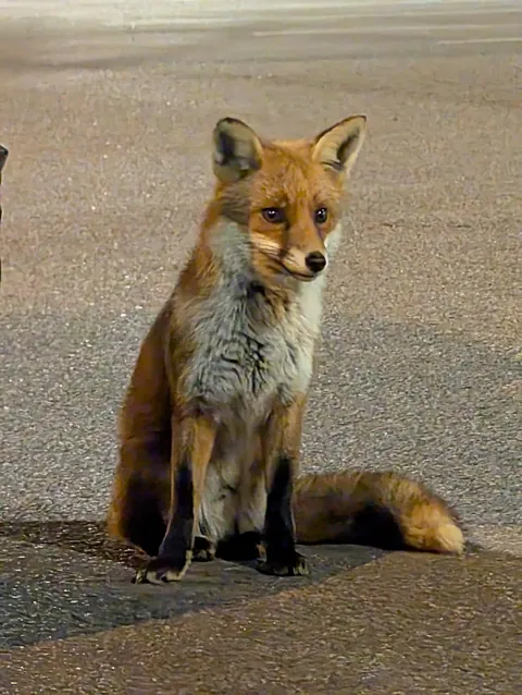 This cutie was hanging out in the supermarket carpark 🦊