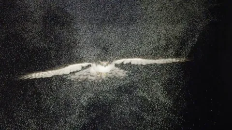 An owl gliding through a cloud of helium-filled soap bubbles reveals wingtip and tail vortices.(Credit: Usherwood et al.)