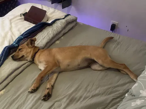 Just got this dog today and she already claimed my bed. 🥲