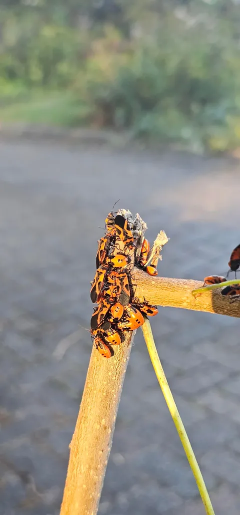 What is this bug and how do I control it?