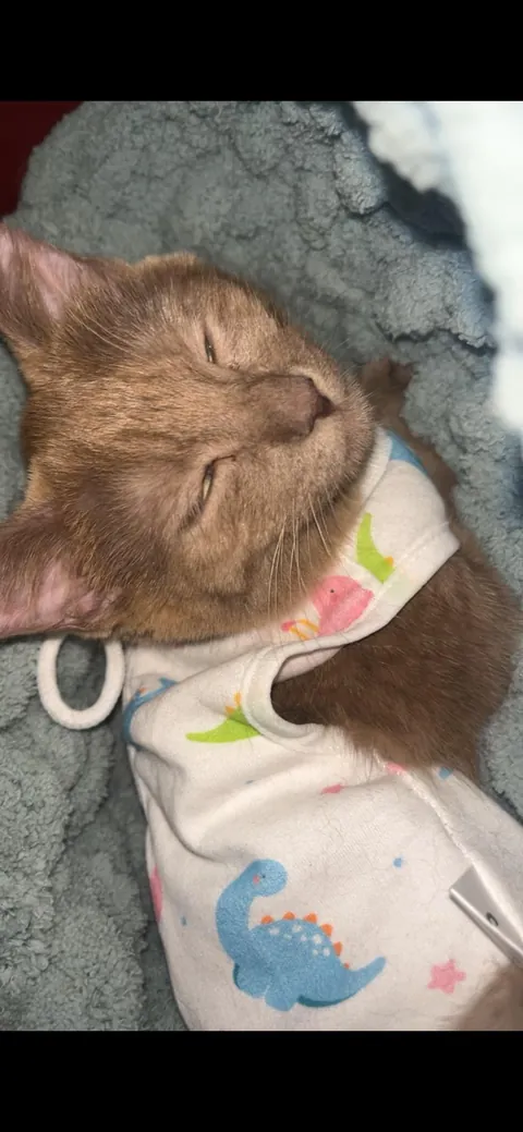 What color is my new baby