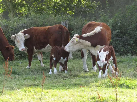 Doug and Dean are best friends, and so are their moms! They’re never far from each other.
