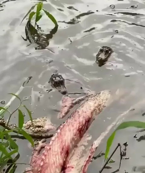 🔥 Baby aligator testing out his deathroll