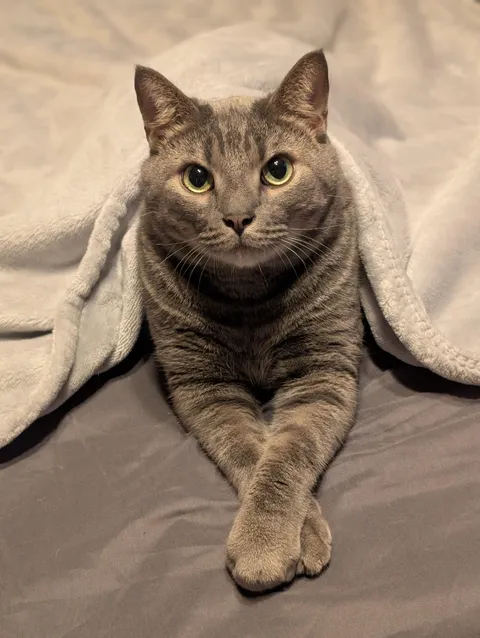 My distinguished gentleman