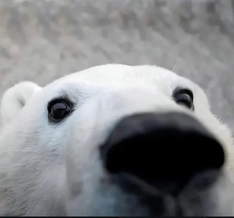 🔥 Bear Selfies 🔥