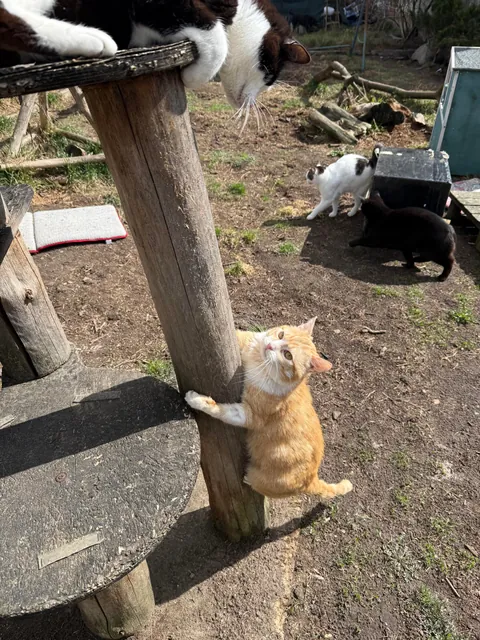 I spent Easter Monday at the cat hospice and have no regrets