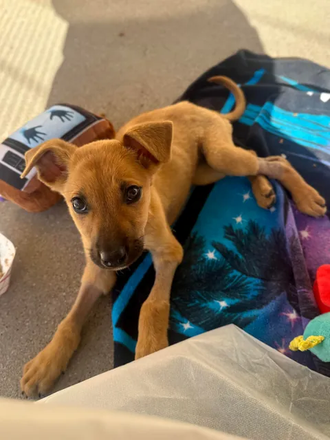 Im a shelter vet tech and this little patient made my morning