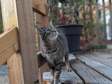 My girlie had to get all her teeth pulled now she’s my sweet gummy girl