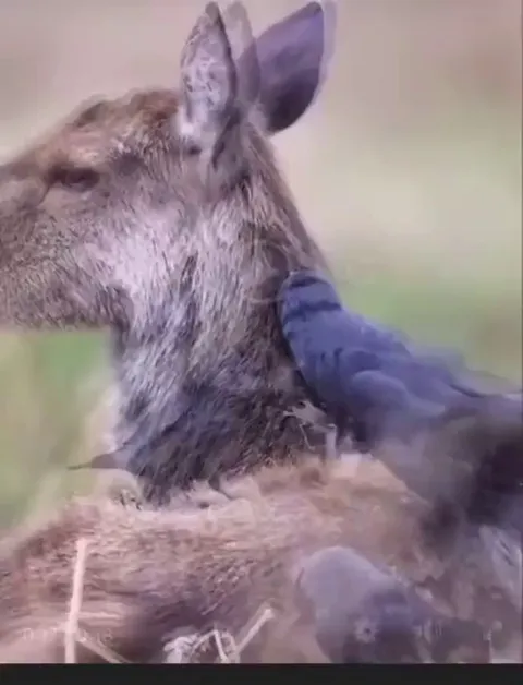 Birds collecting excess fur from a deer to build a nest later
