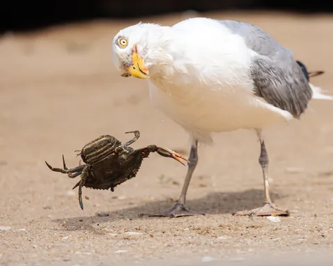 Duel between a Gull and a crab defending her eggs.