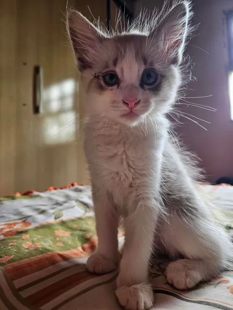 Today marks one year since I adopted Mabel. I wanted to share her Journey with you all. She's doing great!