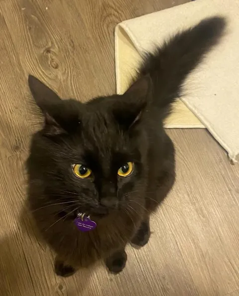 I was pooping, so he came in, fought my bath mat, then stared at me like this