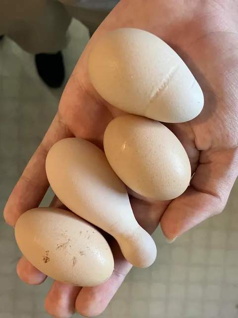 [OC] Deformed chicken eggs due to calcium diet issues