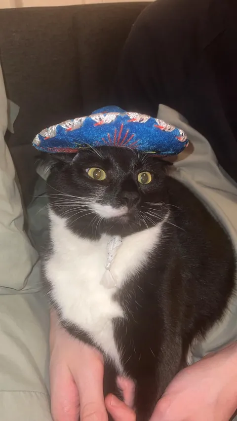 Show me the funniest pictures of your cats