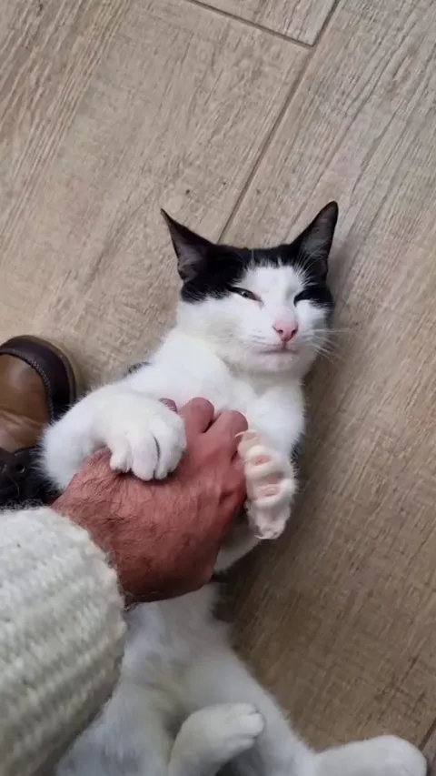 This stray I have been feeding for weeks now let me do this