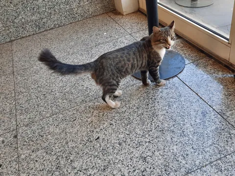 Morocco is in fact run by cats
