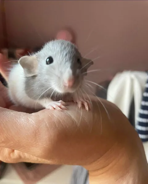 Showing off my new babies