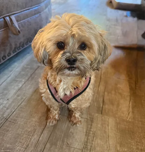 Happy 10th birthday to my cute fur baby!