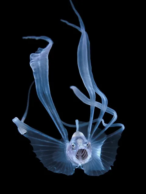 🔥 Transparent/translucent marine life during a blackwater dive off the coast of Kume Island, Japan 🔥