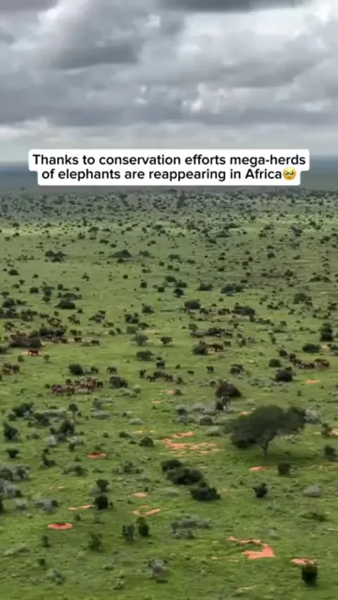 Herds of Elephants are reappearing in Africa