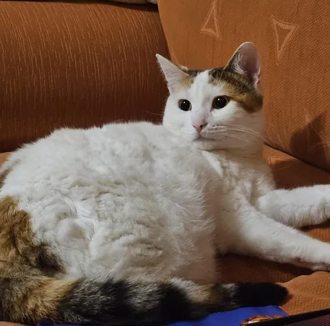 Been feeling a bit down lately, may I have a dose of your cats?