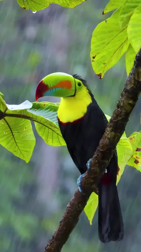🔥 Keel-billed toucan