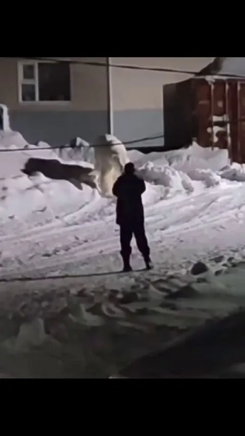 Man has a close encounter with the Largest Predator on the Planet. 