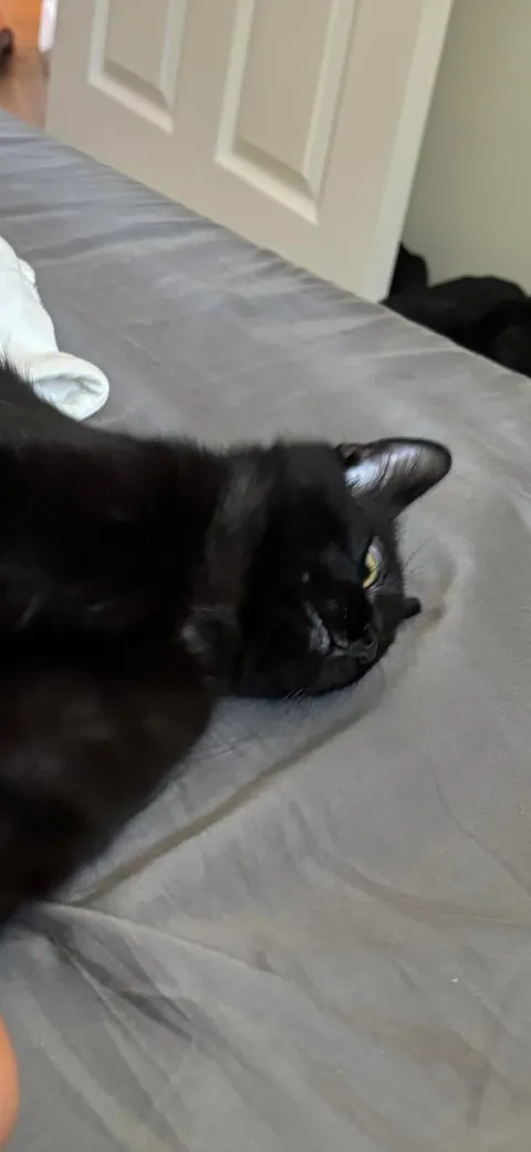 anyone else have an expressive void?