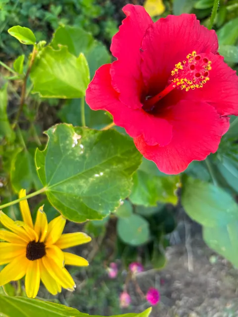 It’s bittersweet knowing I’m going to leave my first garden behind after I move in a month.. here’s some photos of my flowers.