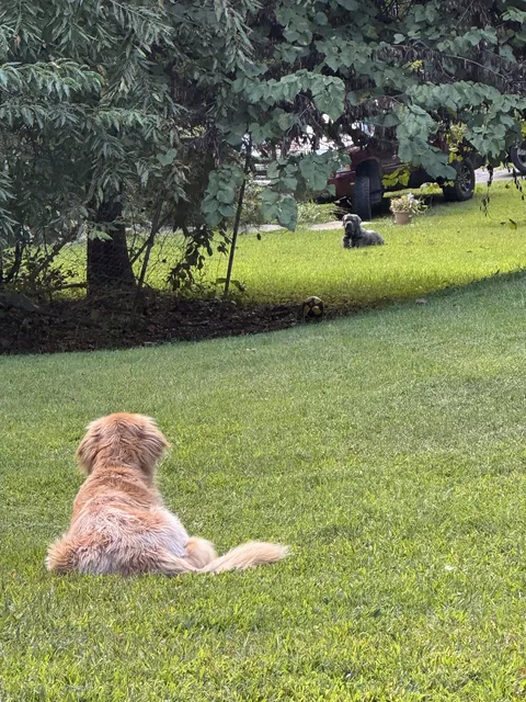 Gigi isn’t allowed to play today so they just sit and stare at each other.