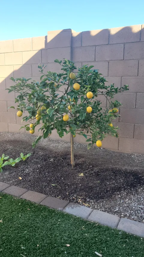 My lemon tree did pretty well this year