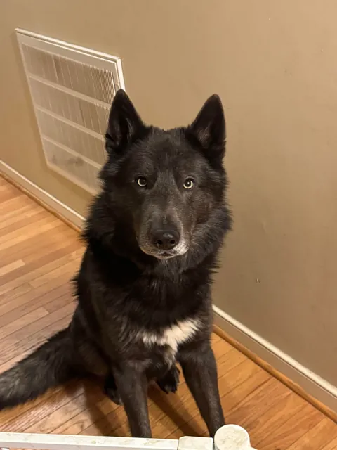 Someone left the door open and a wolf pupper walked in
