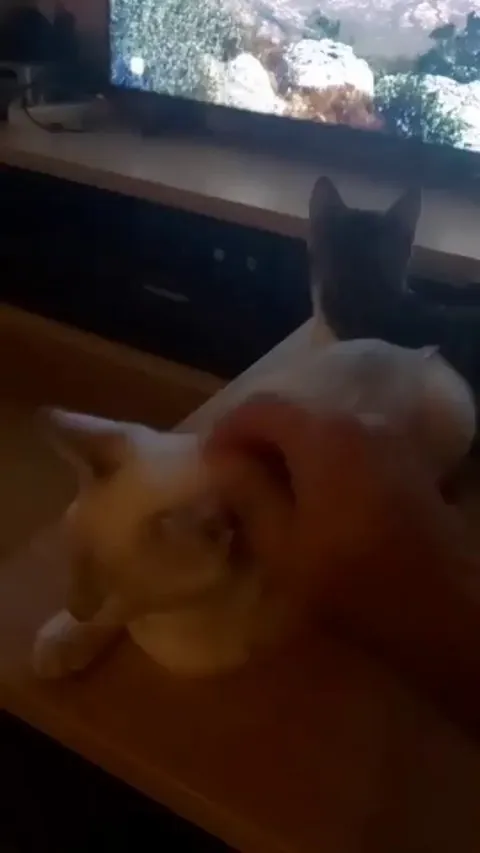 Was afraid of leaving my nearly 5 month old kittens with my dad for a vacation to Japan. I think they are doing fine